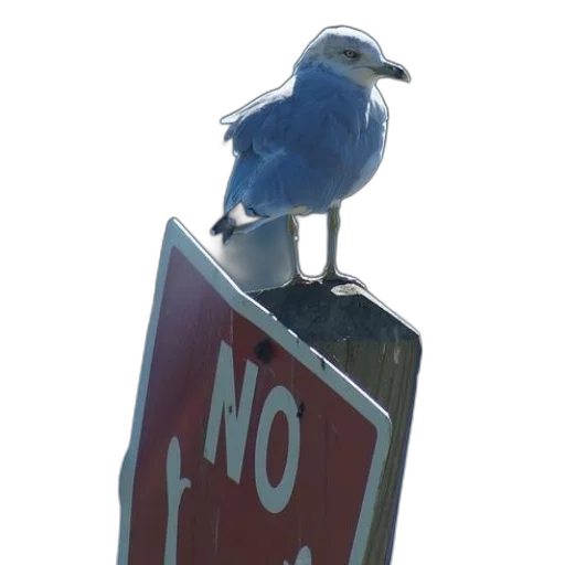 animal, staff, robot, 3d render, concept art, photorealistic, blue, seagull transparent PNG cut-out