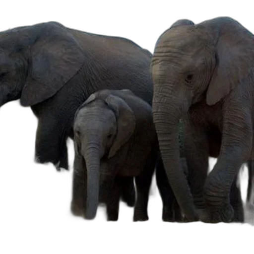 animal, photorealistic, concept art, 3d render transparent PNG cut-out