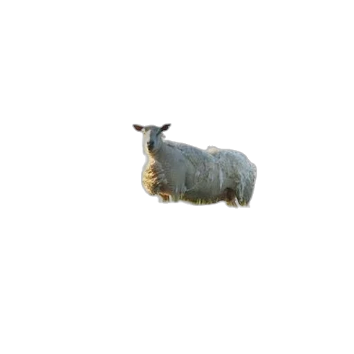 animal, creature, food, jewelry, 3d render, photorealistic, concept art, pixel art transparent PNG cut-out