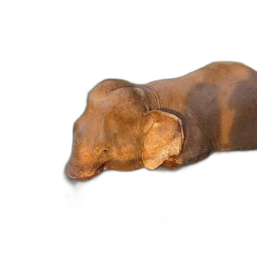 animal, creature, face, staff transparent PNG cut-out
