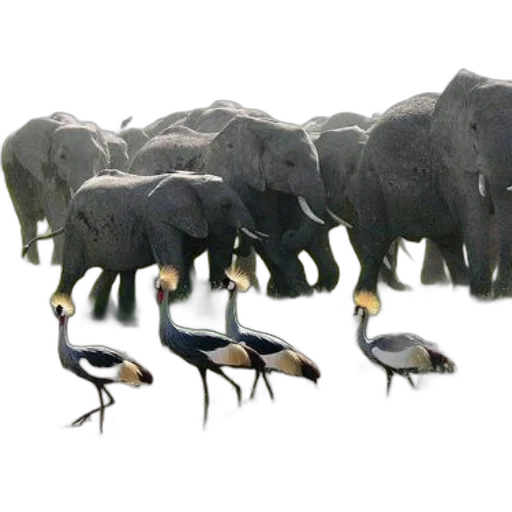 animal, concept art, photorealistic, 3d render, elephants, crowned, cranes, grassy transparent PNG cut-out
