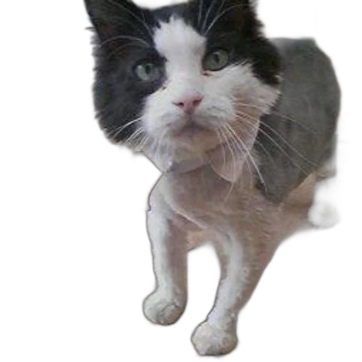 animal, staff, creature, face, photorealistic, 3d render, pixel art, concept art transparent PNG cut-out