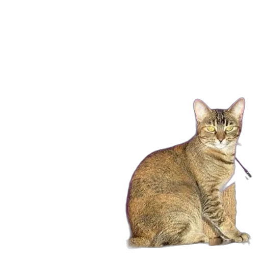 animal, staff, creature, jewelry, photorealistic, tabby, cat, sits transparent PNG cut-out