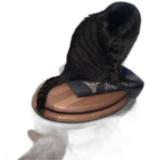shoes, hat, creature, animal, photorealistic, 3d render, cat, sits transparent PNG cut-out