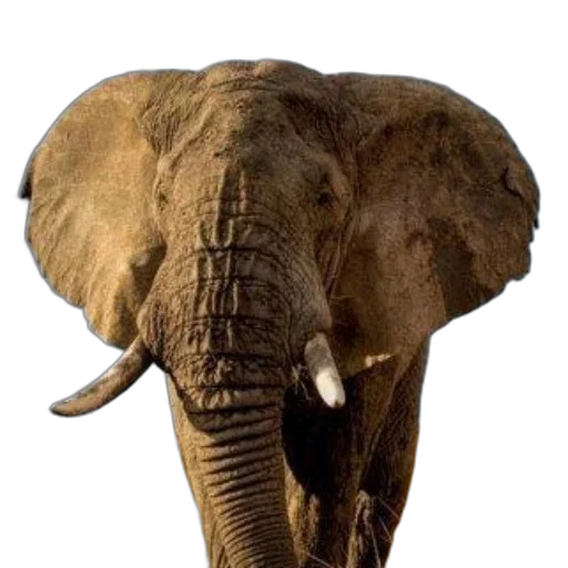 animal, creature, weapon, face, photorealistic, earth tones, majestic, elephant transparent PNG cut-out