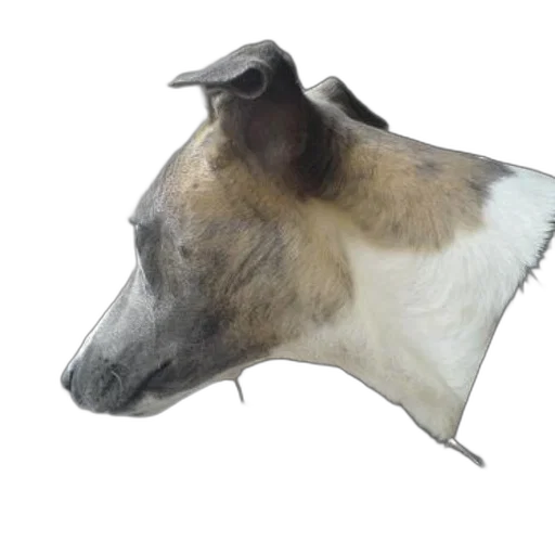 animal, mask, hat, face transparent PNG cut-out