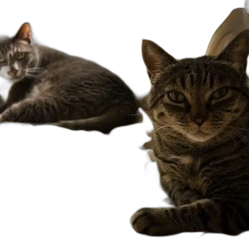 animal, photorealistic, 3d render, two, cats, lounging, bed, floral transparent PNG cut-out