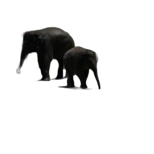 animal, creature, 3d render, concept art, photorealistic, two, elephants, one transparent PNG cut-out