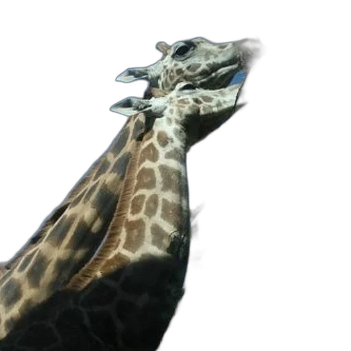 animal, creature, weapon, staff, 3d render, concept art, photorealistic, two transparent PNG cut-out