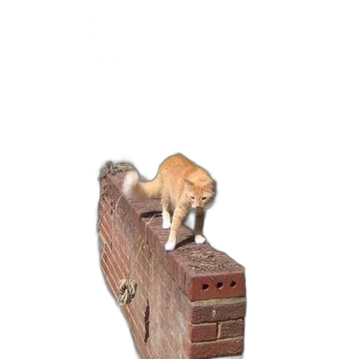 furniture, animal, building, hat transparent PNG cut-out