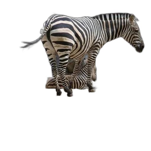 animal, creature, furniture, hat, 3d render, concept art, photorealistic, fantasy art transparent PNG cut-out