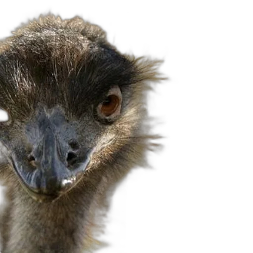 animal, creature, face, hair, photorealistic, close-up, emu, blurred transparent PNG cut-out