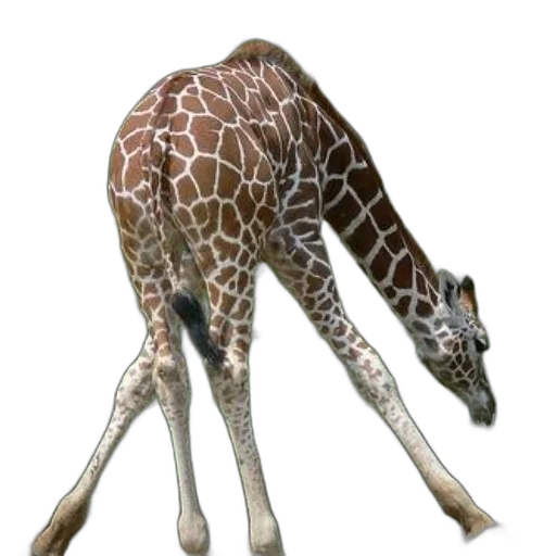 animal, creature, staff, weapon, concept art, 3d render, photorealistic, watercolor transparent PNG cut-out