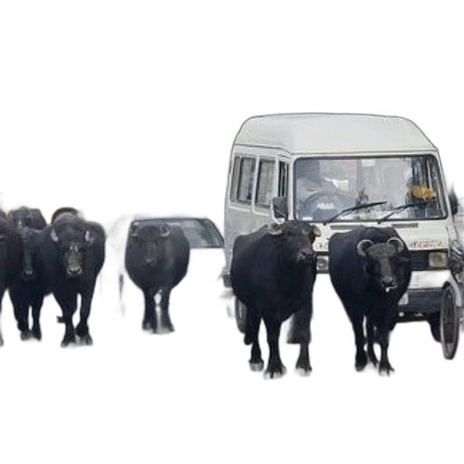 animal, car, concept art, 3d render, group, black, cows, walk transparent PNG cut-out
