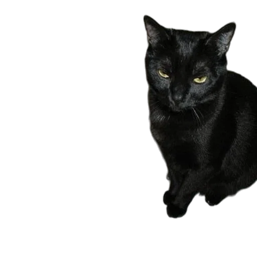 animal, staff, creature, face, photorealistic, 3d render, black, cat transparent PNG cut-out