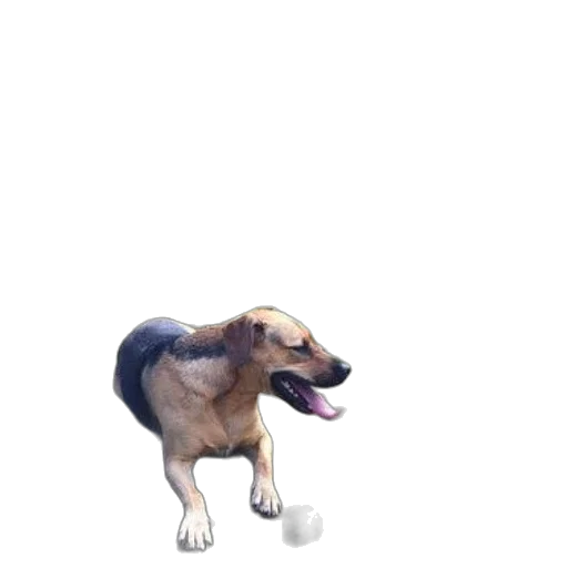 animal, creature, staff, face, photorealistic, concept art, pixel art, 3d render transparent PNG cut-out
