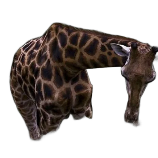animal, creature, staff, weapon, 3d render, photorealistic, concept art, fantasy art transparent PNG cut-out