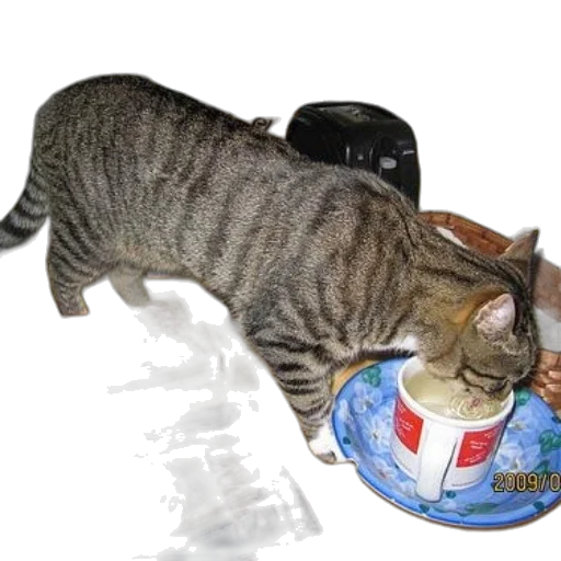 food, staff, photorealistic, outer space, cat, drinking, mug, table transparent PNG cut-out