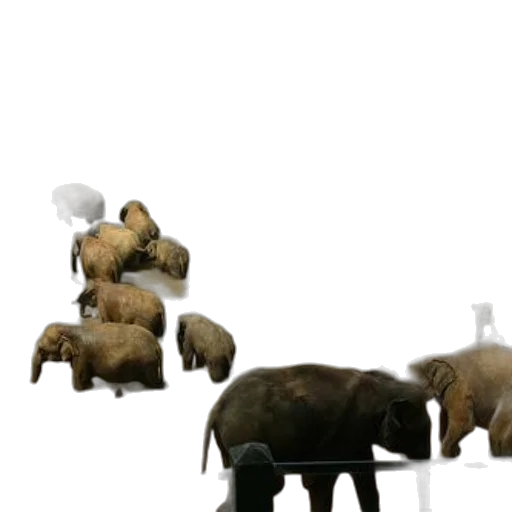 animal, creature, concept art, 3d render, fog, forest, underwater, herd transparent PNG cut-out