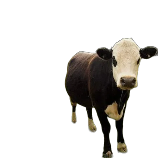 animal, creature, face, food, photorealistic, 3d render, concept art, two transparent PNG cut-out