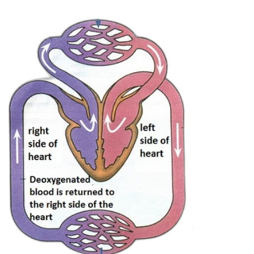 diagram, illustrating, flow, oxygenated, deoxygenated, blood, through, heart transparent PNG cut-out