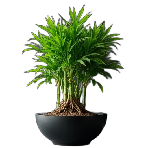 tree, crown, hat, photorealistic, 3d render, lush, green, bamboo transparent PNG cut-out