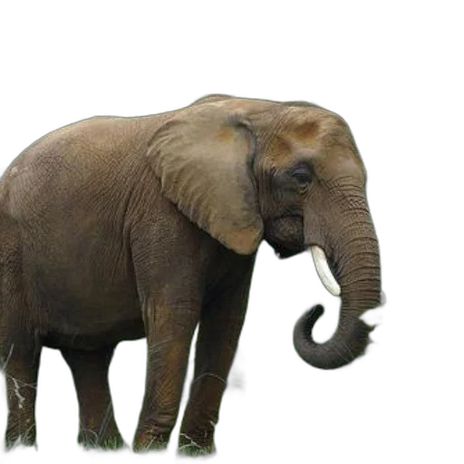 animal, creature, staff, weapon, photorealistic, 3d render, concept art, oil painting transparent PNG cut-out