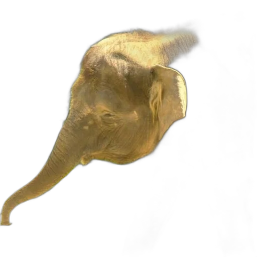 animal, staff, creature, hat, 3d render, photorealistic, concept art, underwater transparent PNG cut-out