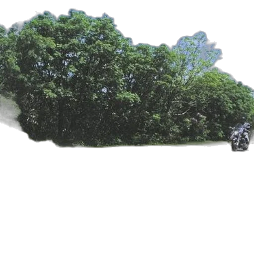 tree, car, hair, weapon, concept art, photorealistic, 3d render, forest transparent PNG cut-out