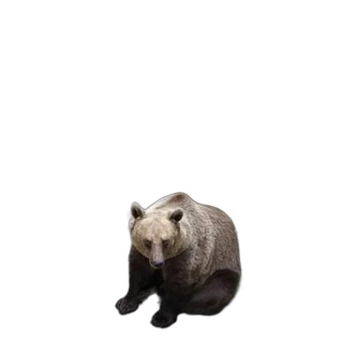 animal, creature, staff, face, photorealistic, 3d render, concept art, pixel art transparent PNG cut-out