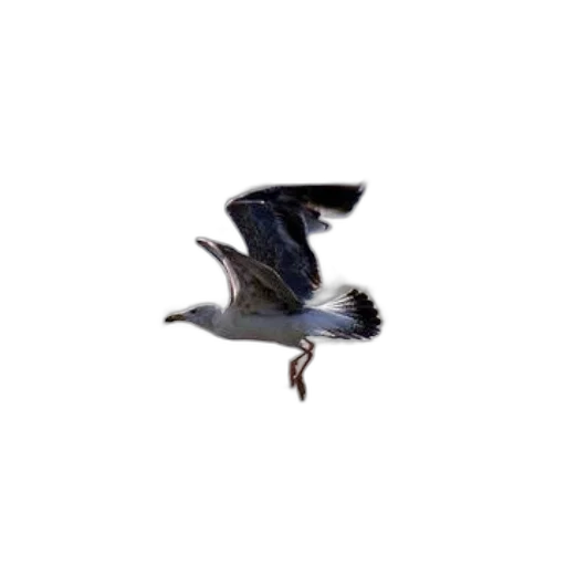 animal, dragon, creature, hair, 3d render, photorealistic, concept art, pixel art transparent PNG cut-out
