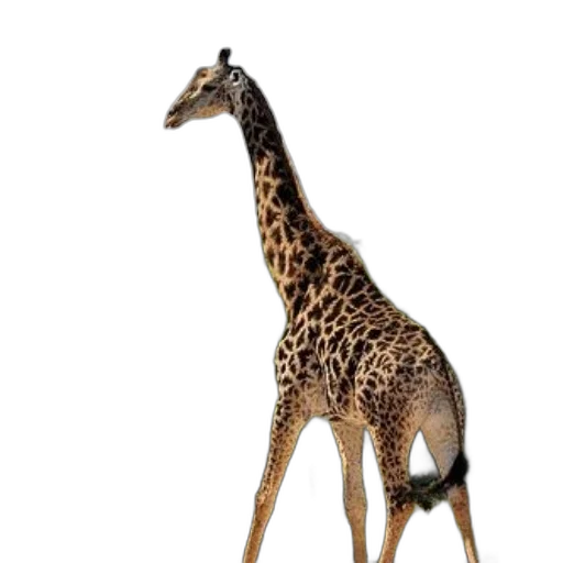 animal, creature, staff, dress, 3d render, concept art, photorealistic, pixel art transparent PNG cut-out