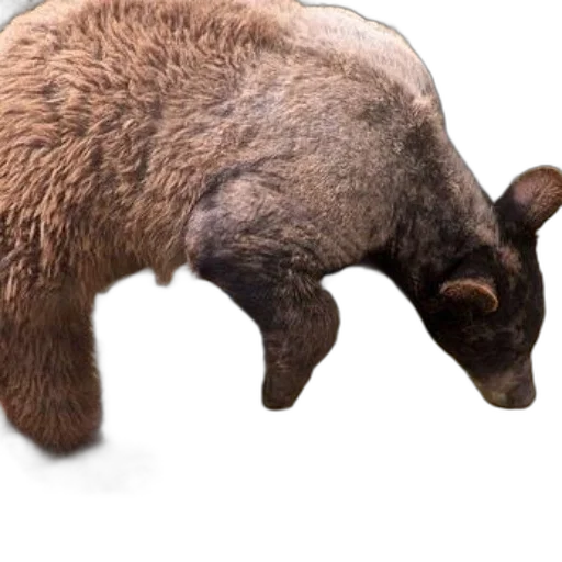 animal, creature, weapon, hair, concept art, photorealistic, 3d render, bear transparent PNG cut-out