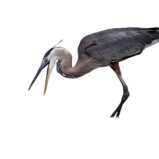 animal, creature, hair, food transparent PNG cut-out