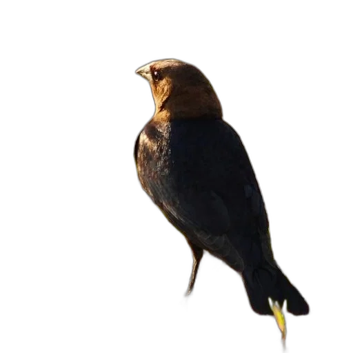 animal, staff, crown, creature, photorealistic, 3d render, oil painting, concept art transparent PNG cut-out