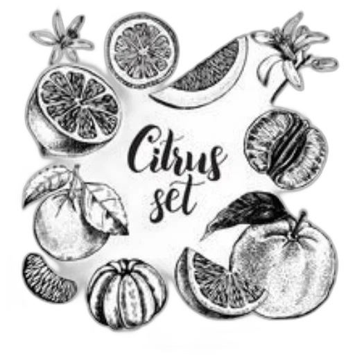 food, pencil sketch, photorealistic, monochrome, black-and-white, illustration, various, citrus transparent PNG cut-out