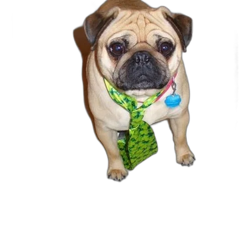 animal, staff, creature, jewelry, photorealistic, pug, dog, wearing transparent PNG cut-out