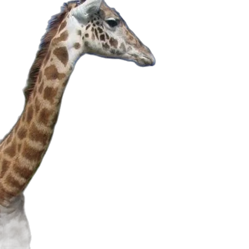animal, creature, staff, hat transparent PNG cut-out