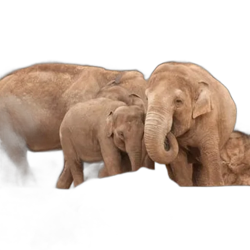 animal, concept art, photorealistic, 3d render, elephants, zoo, enclosure, rocky transparent PNG cut-out