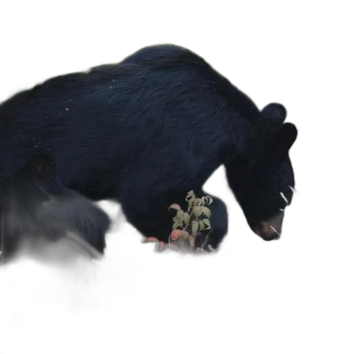animal, creature, weapon, concept art, photorealistic, 3d render, black, bear transparent PNG cut-out