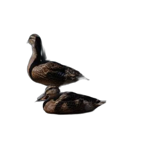 animal, crown, jewelry, furniture, photorealistic, 3d render, three, ducks transparent PNG cut-out