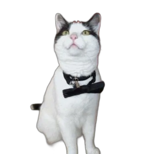 staff, animal, hat, jewelry, 3d render, photorealistic, white, cat transparent PNG cut-out