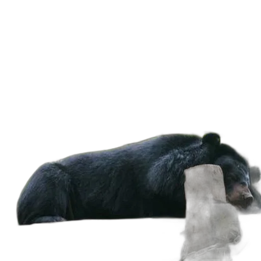 animal, hat, creature, staff, concept art, photorealistic, 3d render, snow transparent PNG cut-out