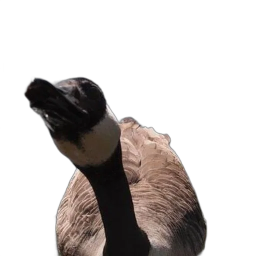 animal, creature, hat, jacket, 3d render, photorealistic, concept art, canada transparent PNG cut-out