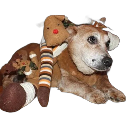 staff, animal, creature, dog, lies, floor, stuffed, reindeer transparent PNG cut-out