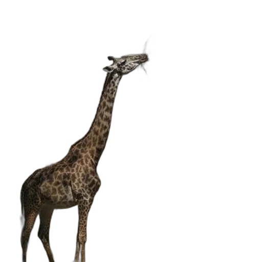 animal, creature, staff, jewelry, 3d render, concept art, photorealistic, pixel art transparent PNG cut-out