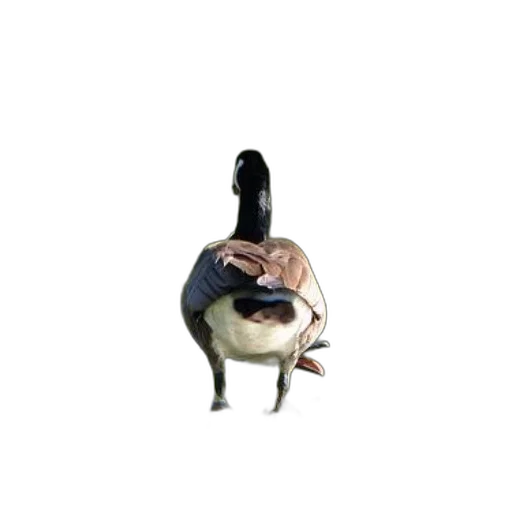 animal, creature, mask, jacket, 3d render, concept art, photorealistic, canada transparent PNG cut-out