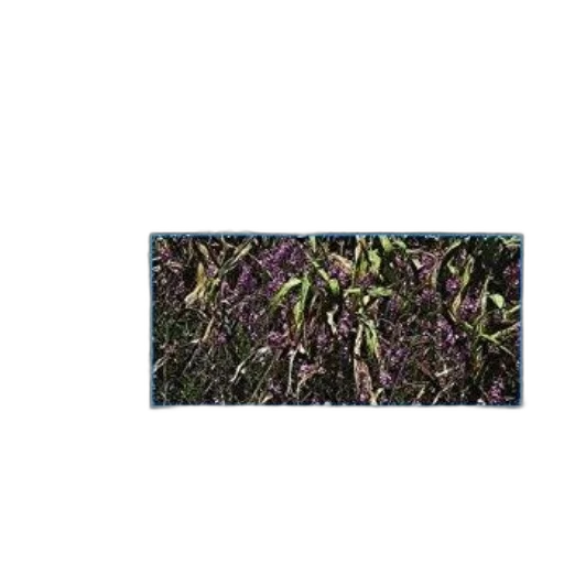 flower, dragon, staff, tree, photorealistic, 3d render, pixel art, dark transparent PNG cut-out