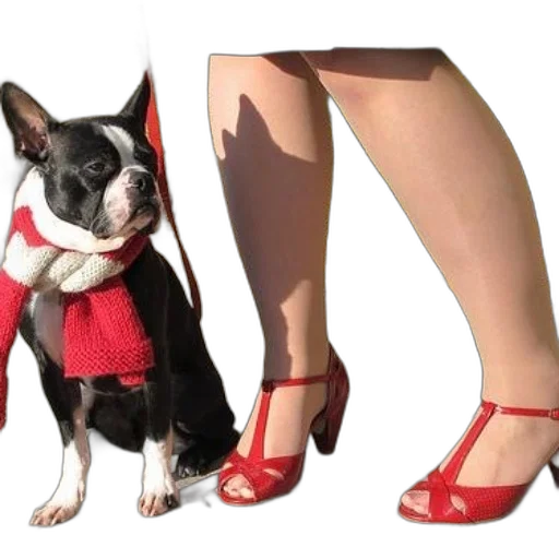 shoes, dress, animal, red, person, wearing, stands, next transparent PNG cut-out