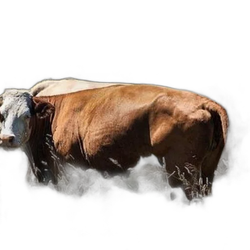 animal, photorealistic, concept art, three, cows, stand, field, wildflowers transparent PNG cut-out